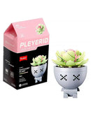 Sluban Pleyerid M38-B1076A Succulent Plant
